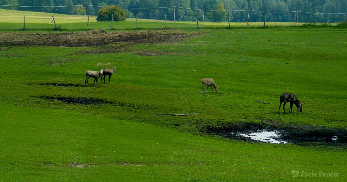 Tanie wakacje rodzinne - Mazury